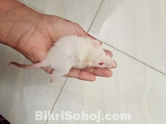 Albino rats